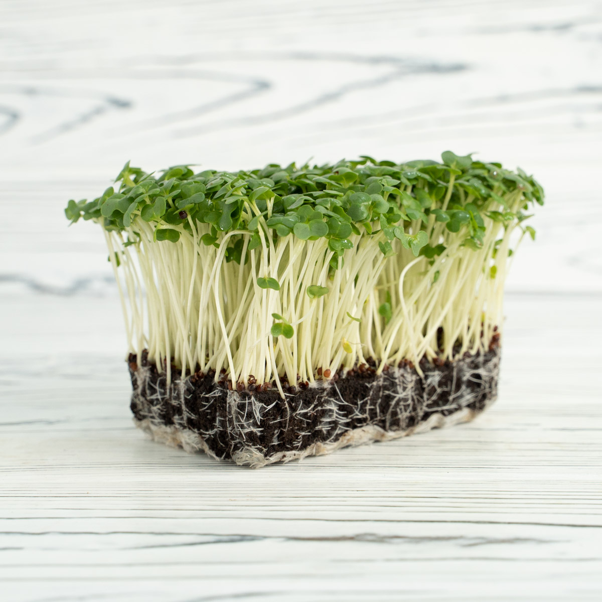 Salad Cress